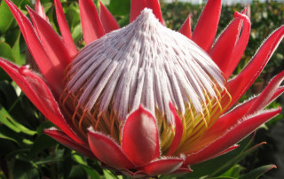 protea-piante dall'altro mondo