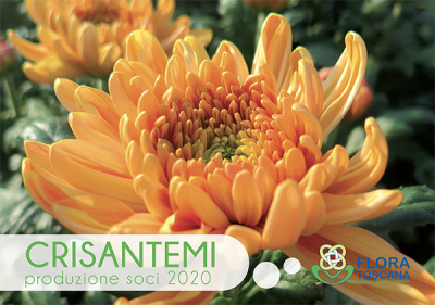 foto-catalogo-crisantemi-2020