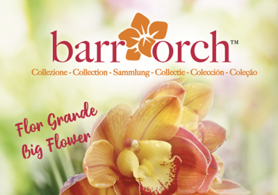 immagine-web-barrorch