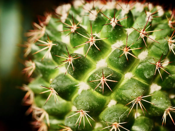 Cactus-Flora Toscana