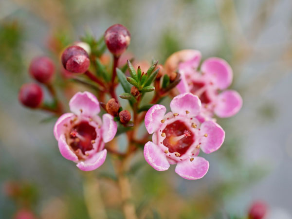 Chamelacium Ruby's Delight-Flora Toscana